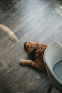 Dog resting on textured flooring beside a washable rug and spill-resistant water bowl.